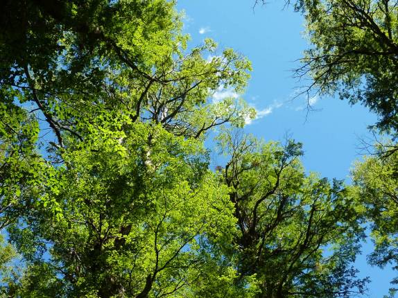 Ainda sob a sombra das árvores, subindo o Cerro Falkner, no parque Lanin, na região de San Martín de Los Andes, na Argentina